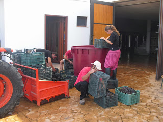 Wine making in full swing in the Ronda area