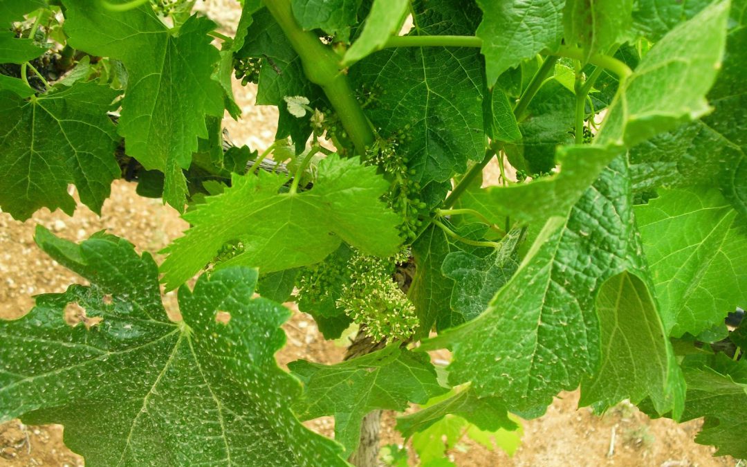 Grapes and olives
