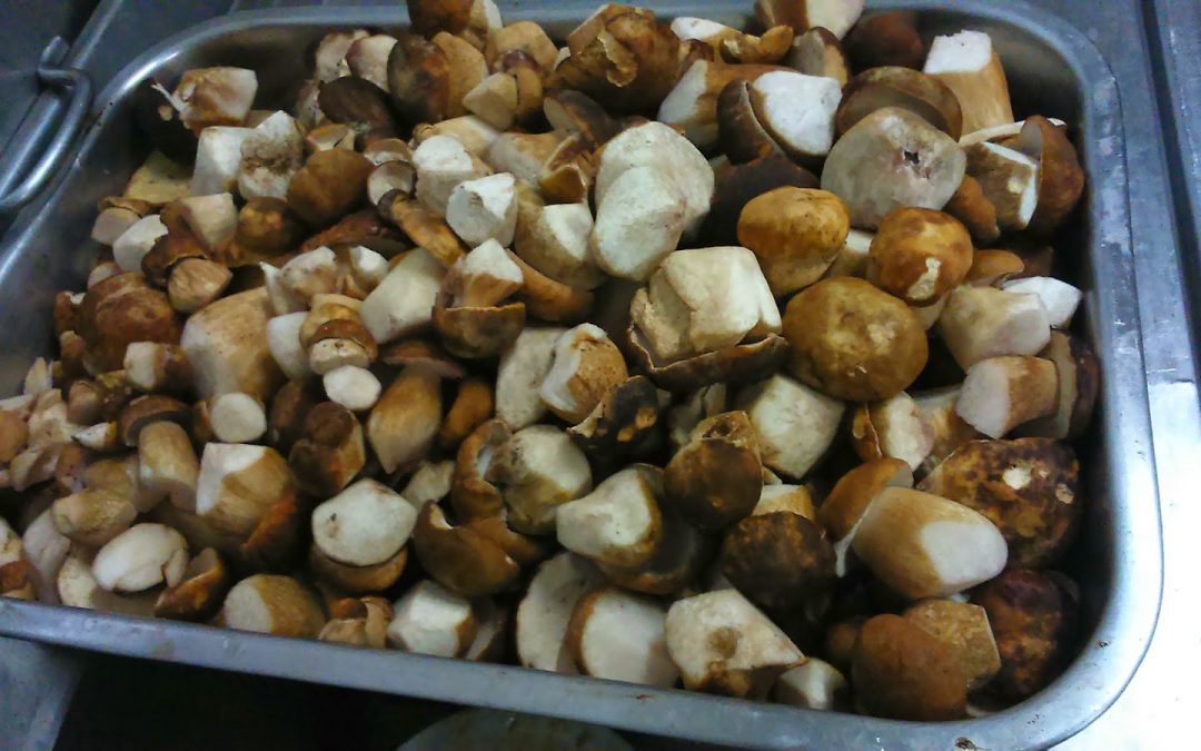 Wild mushrooms in the Sierra de Aracena and evening tapas