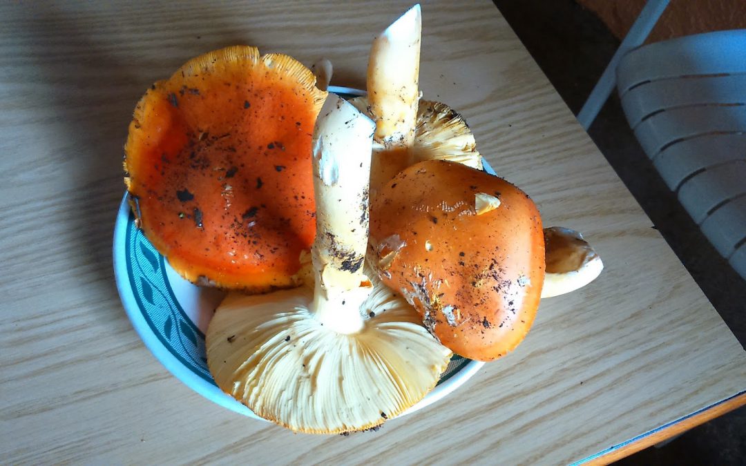 More wild mushrooms