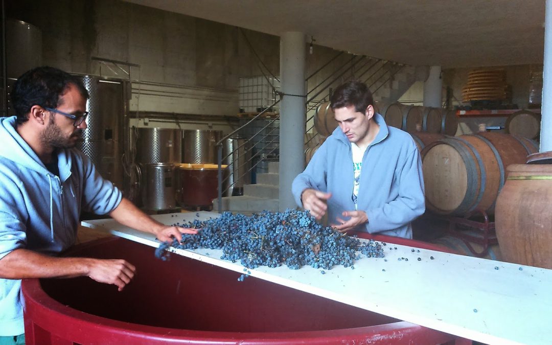Grapes still being processed in the Ronda area