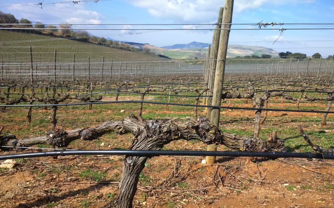 Dormant vines and snow