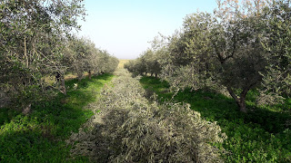 Pruning olive trees