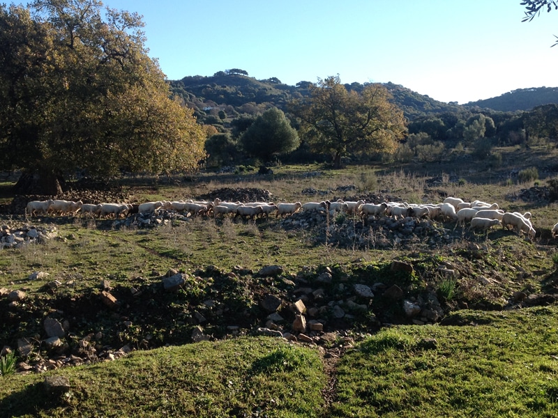 A herd of Grazalema merino sheep walking in the countryside