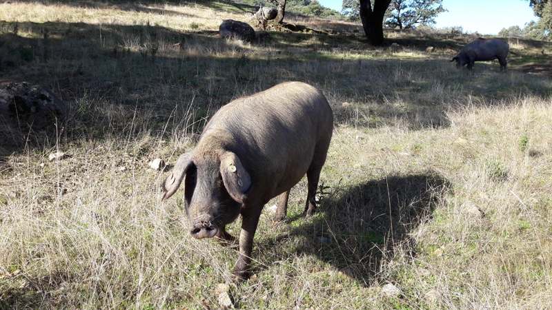 Iberian pig in a field
