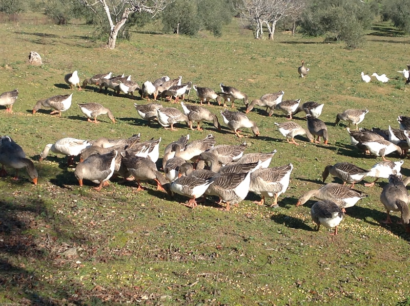 A flock of geese in a field