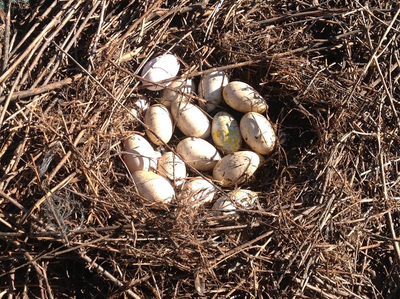A nest with geese eggs