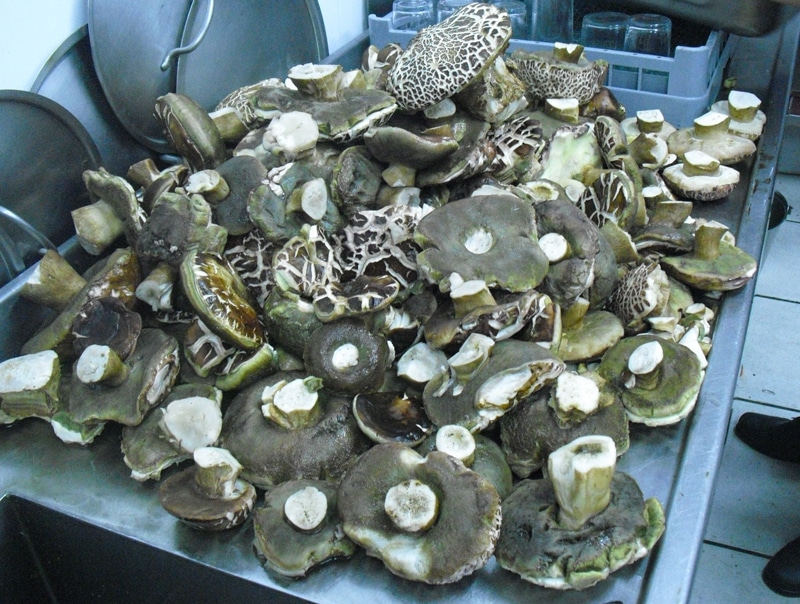 A large pile of cep mushrooms