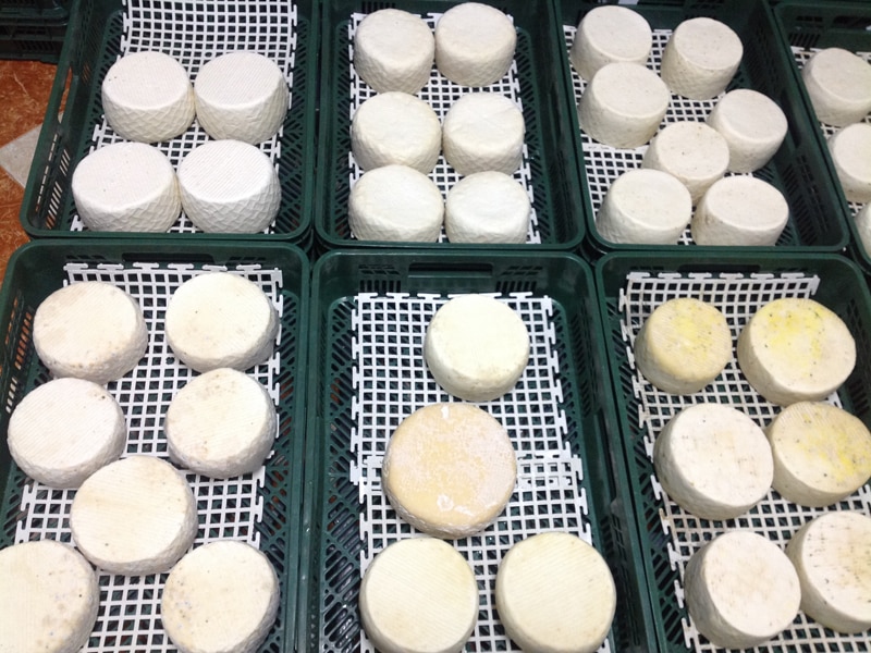 Cheese in baskets being cured