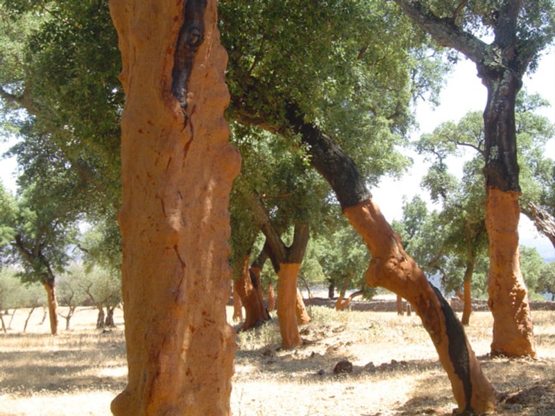 Cork trees in the summer