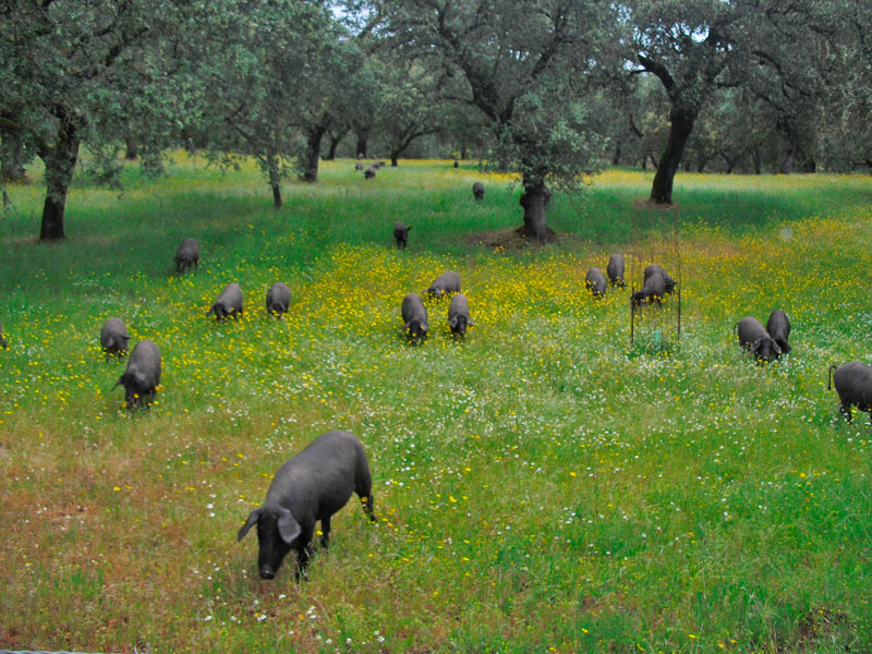 A group of iberico pigs in a field with oak trees