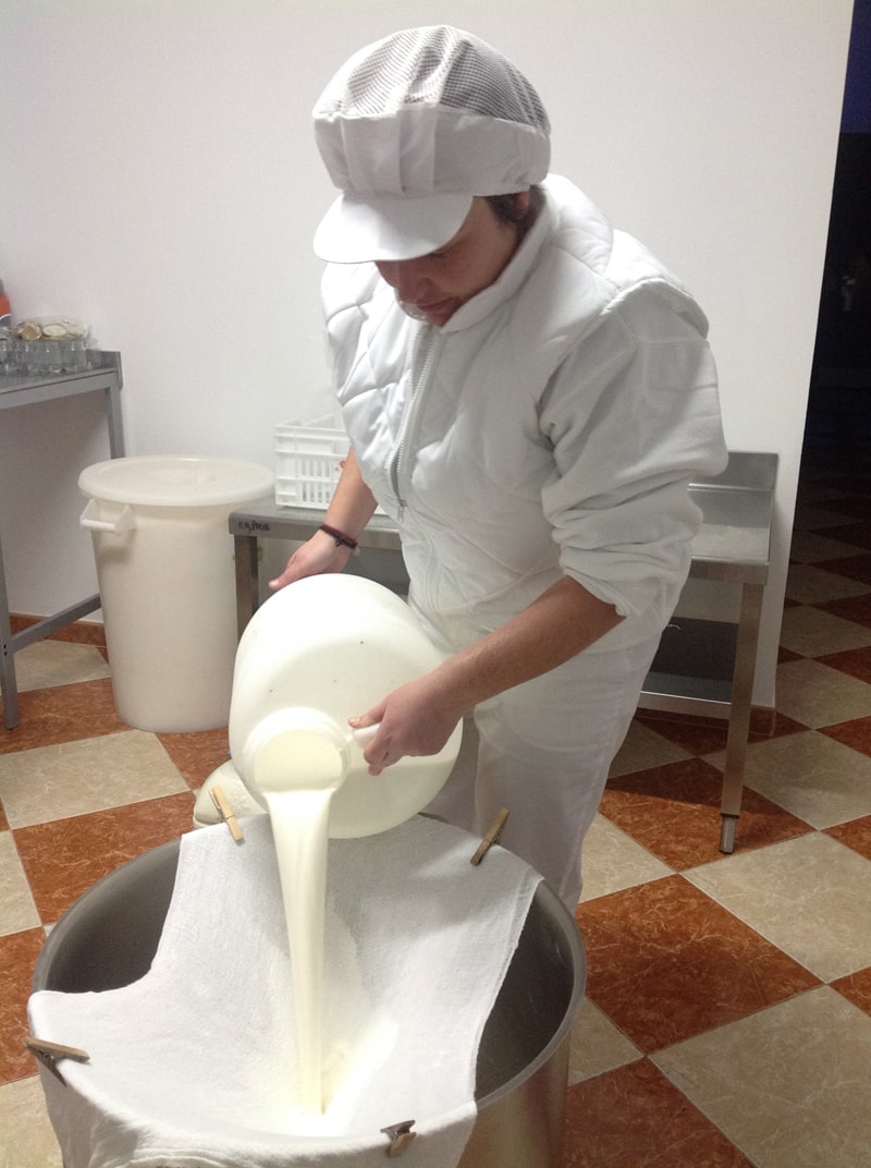 Cheese being poured through cheesecloth prior to being turned into cheese