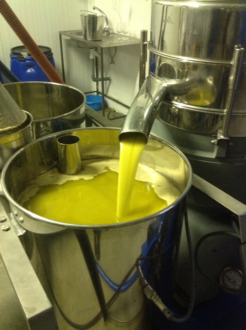 Olive oil coming out of a pipe from a centrifuge