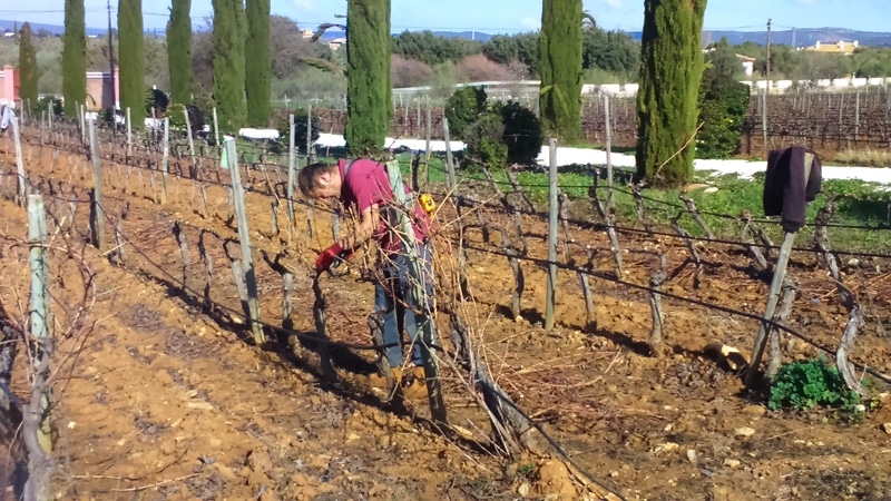 A man pruning vines in a vineyard