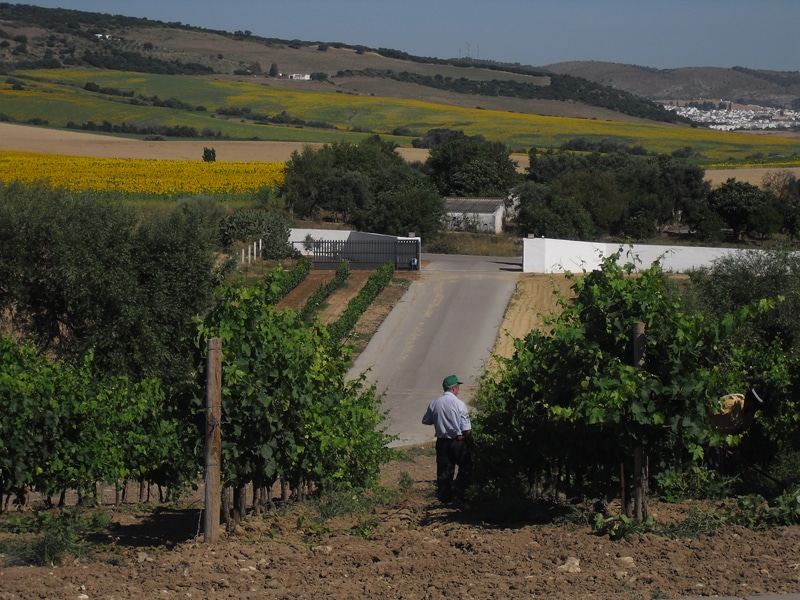 Rows of vines with village and hills in the background