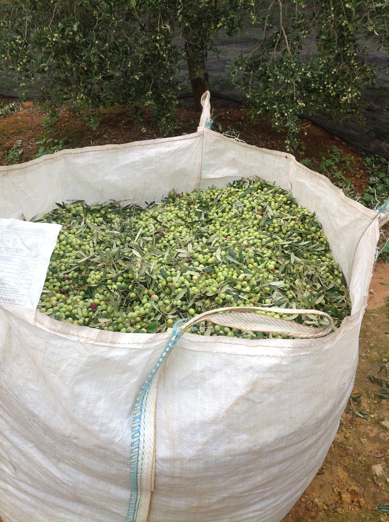 A large white sack containing olives