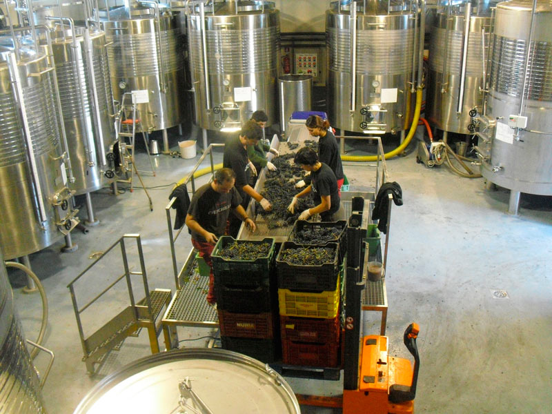A group of workers sorting groups at a winery near Ronda