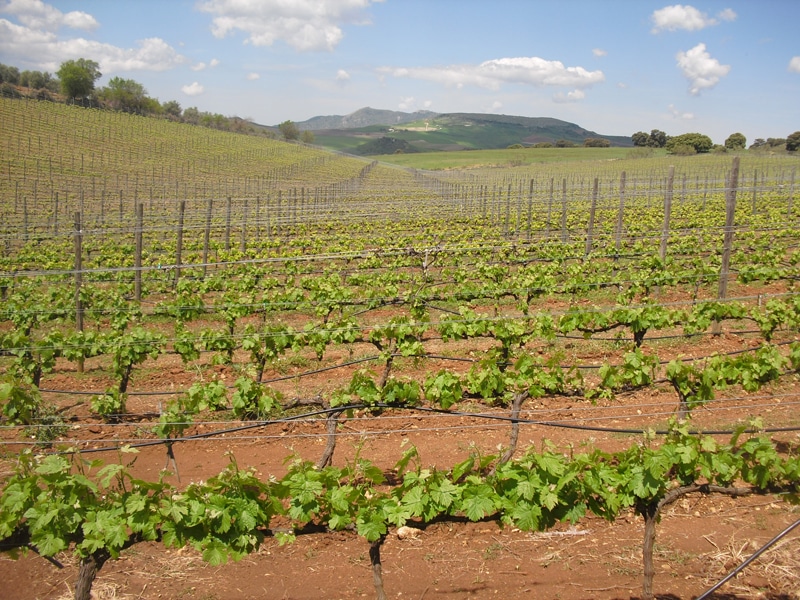 View of a vineyard with a hill in the background