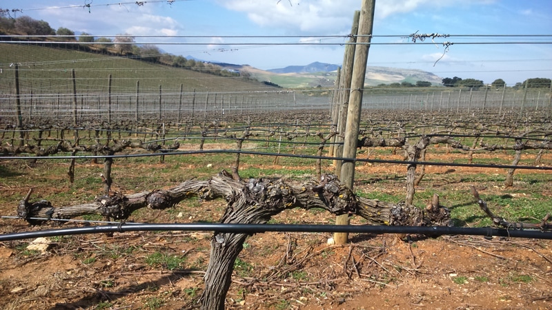 Vineyard with bare vines and hills in the background