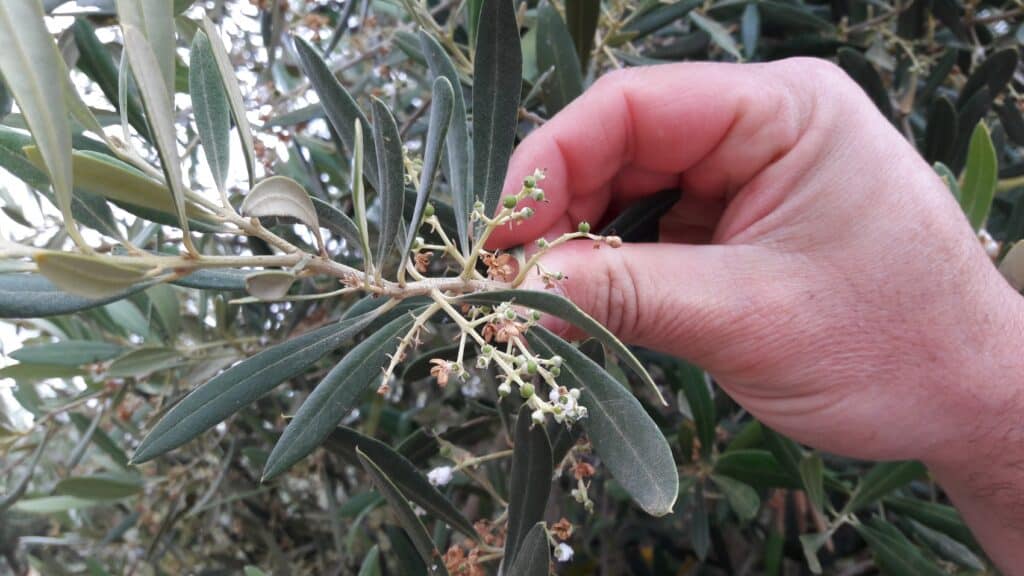 Olives starting to form