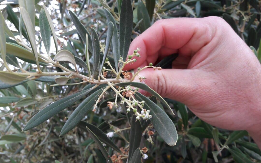 Olives are now forming