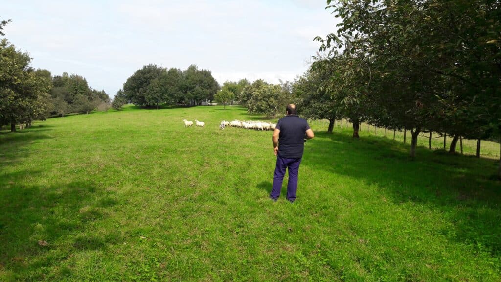 rounding up sheep