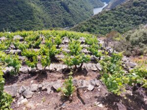 Vineyard Sil Valley Ribeira Sacra