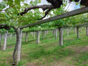 Vineyard at Pazo Baion